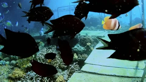 The Underwater World In Manado. Stock Footage 149640307