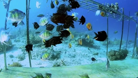 The Underwater World In Manado. Stock Footage 149640313