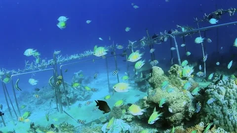The Underwater World In Manado. Stock Footage 149640330