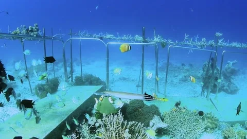 The Underwater World In Manado. Stock Footage 149640340