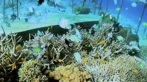 The Underwater World In Manado. Stock Footage 149640345