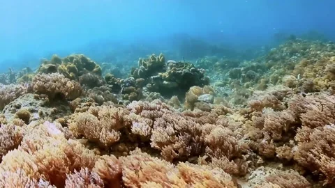 The Underwater World In Manado. Stock Footage 149640568