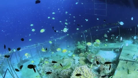 The Underwater World In Manado. Stock Footage 149640643