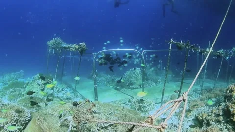 The Underwater World In Manado. Stock Footage 149640646