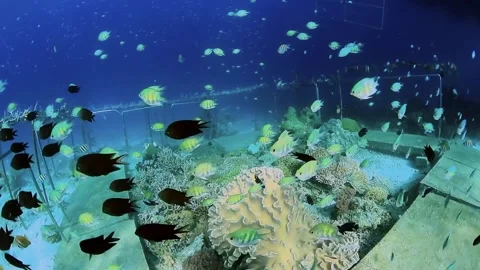 The Underwater World In Manado. Stock Footage 149640648