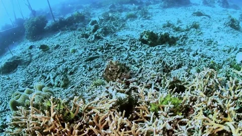 The Underwater World In Manado. Stock Footage 149640654