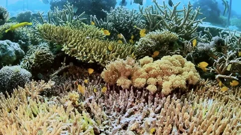 The Underwater World In Manado. Stock Footage 149640660