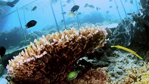 The Underwater World In Manado. Stock Footage 149640673