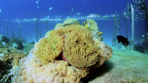 The Underwater World In Manado. Stock Footage 149640677
