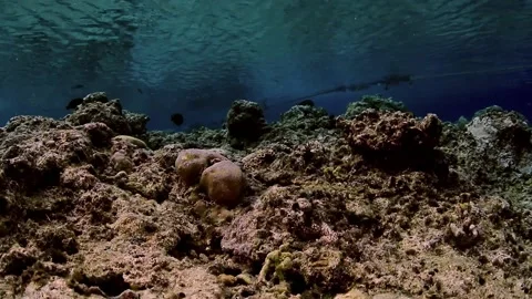 The Underwater World In Manado. Stock Footage 149640776