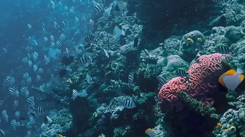 The Underwater World In Manado. Stock Footage 149640809