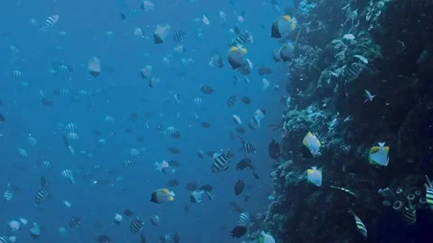 The Underwater World In Manado. Stock Footage 149640835