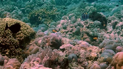 The Underwater World In Manado. Stock Footage 149640849