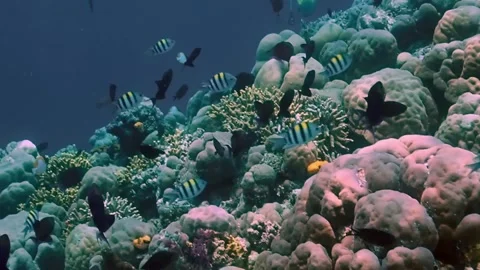 The Underwater World In Manado. Stock Footage 149640900