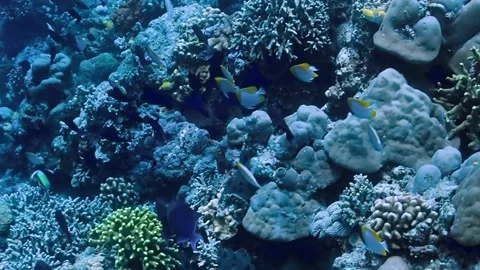 The Underwater World In Manado. Stock Footage 149640962