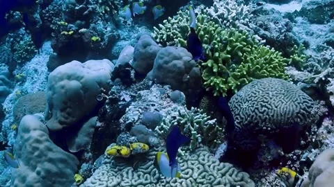 The Underwater World In Manado. Stock Footage 149640977