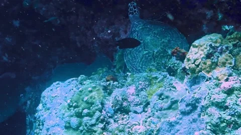 The Underwater World In Manado. Stock Footage 149640991