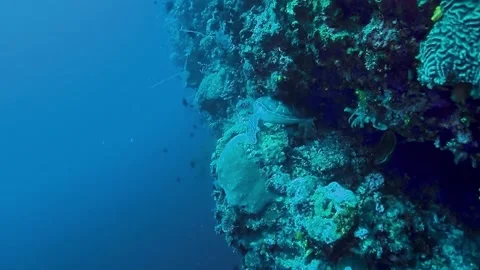 The Underwater World In Manado. Stock Footage 149641049