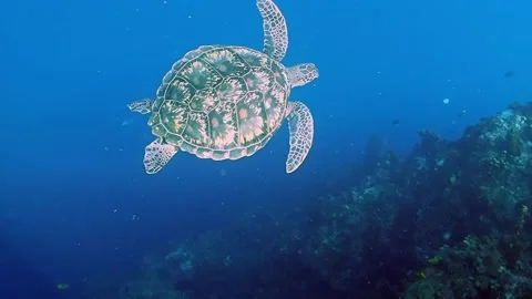 The Underwater World In Manado. Stock Footage 149641051
