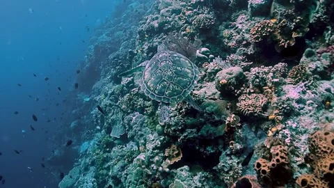 The Underwater World In Manado. Stock Footage 149641205