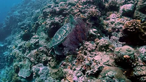 The Underwater World In Manado. Stock Footage 149641247