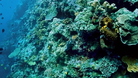 The Underwater World In Manado. Stock Footage 149641312