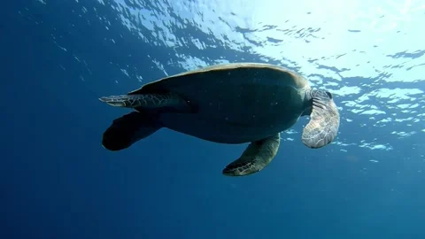 The Underwater World In Manado. Stock Footage 149641328