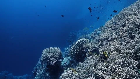 The Underwater World In Manado. Stock Footage 149641458