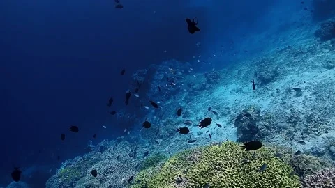The Underwater World In Manado. Stock Footage 149641490