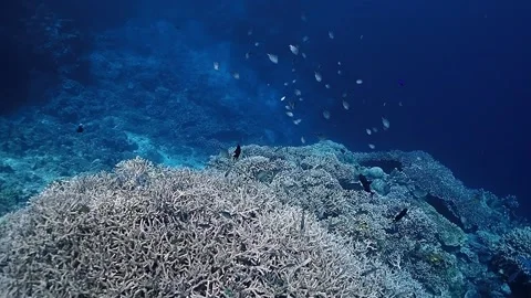 The Underwater World In Manado. Stock Footage 149641530