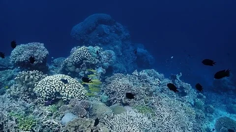 The Underwater World In Manado. Stock Footage 149641554