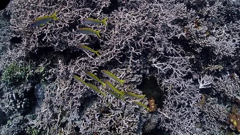 The Underwater World In Manado. Stock Footage 149641579