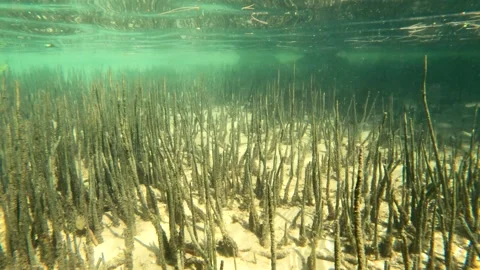 Underwater world. Mangrove coast. Stock Footage 304984366