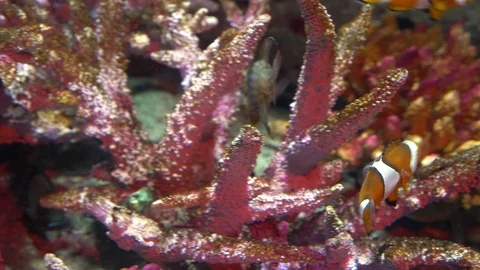Underwater world, many multi-colored fish coral reefs. Clownfish or anemonefish Stock Footage 101784078
