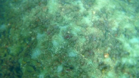 The underwater world at Maya Nui, Phi Phi Island, Ao Nang, Krabi, Thailand Stock Footage 121459534