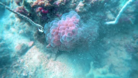 The underwater world at Maya Nui, Phi Phi Island, Ao Nang, Krabi, Thailand Stock Footage 121459849