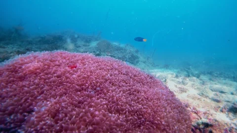 The underwater world at Maya Nui, Phi Phi Island, Ao Nang, Krabi, Thailand Stock Footage 121460212