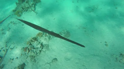 Underwater world of the ocean. Flock of Cornetfish Aulostomus chinensis Stock Footage 154275944