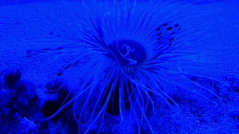 Underwater world in oceanarium Stock Footage