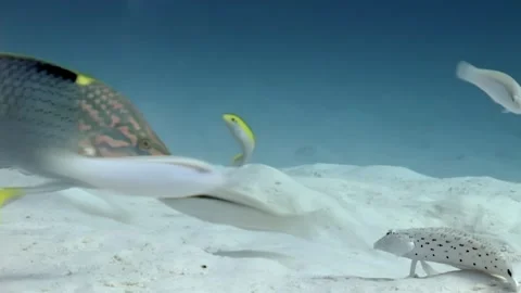 Underwater World in the Pacific Ocean Featuring Various Fish Stock Footage 321010384