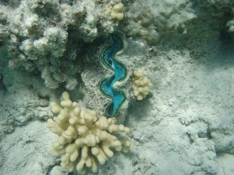 Underwater world Stock Photos