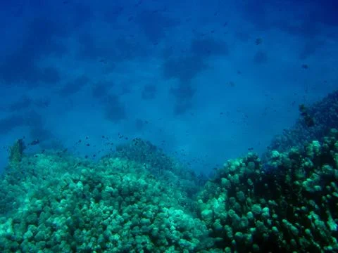 Underwater world Stock Photos