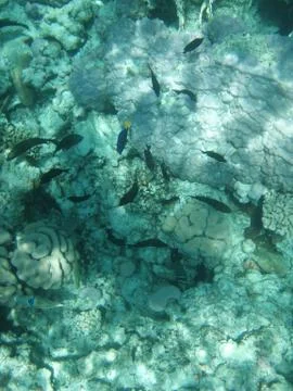 Underwater world 写真素材