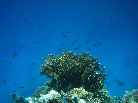 Underwater world Foto stock