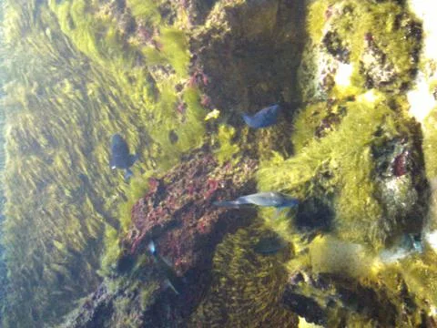 Underwater world Stock Photos