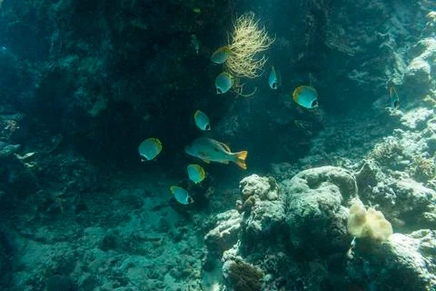 UNDERWATER WORLD Stock Photos