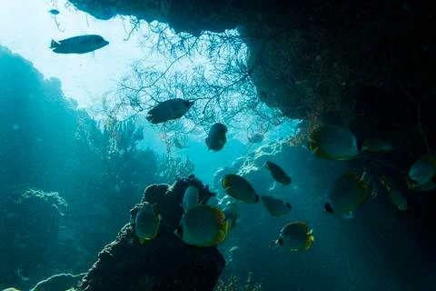 UNDERWATER WORLD Stock Photos