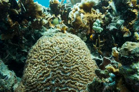 UNDERWATER WORLD Stock Photos