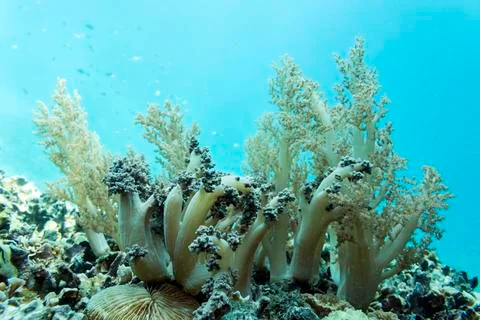 UNDERWATER WORLD Stock Photos
