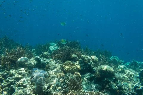 UNDERWATER WORLD Stock Photos
